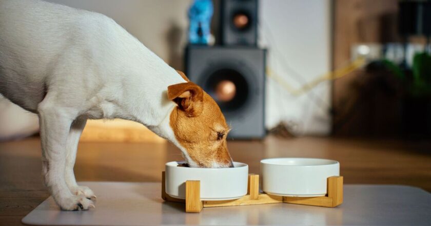 &lsquo;I&rsquo;m a vet and the Japanese diet could help your dog live longer&rsquo;