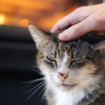 Woman learns the truth 10 years after cat went missing | UK | News