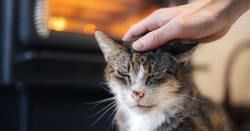 Woman learns the truth 10 years after cat went missing | UK | News