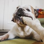 Bulldog&rsquo;s priceless reaction to owner&rsquo;s return has people in hysterics