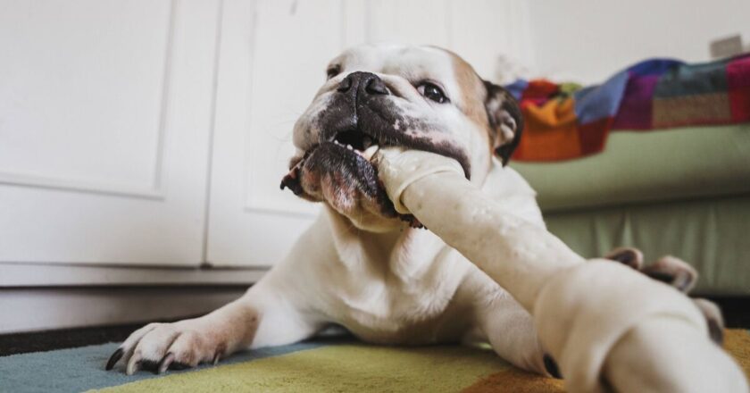 Bulldog’s priceless reaction to owner’s return has people in hysterics