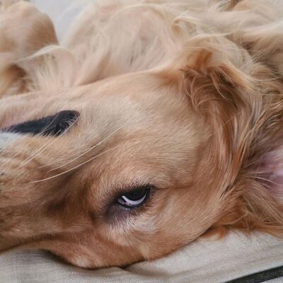 Golden retriever’s priceless reaction when new puppy moves in