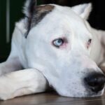 Shelter dog in final plea for home otherwise he has just 24hrs to live | World | News