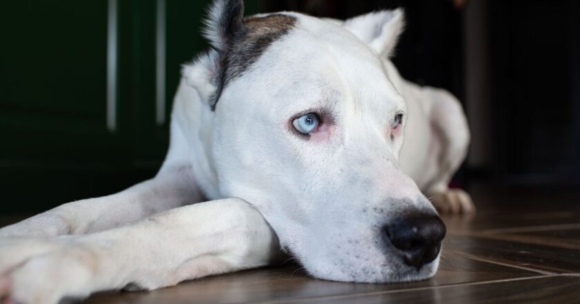 Shelter dog in final plea for home otherwise he has just 24hrs to live | World | News