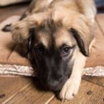 No one can get over the results after Retriever and German Shepherd have puppies