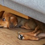 1 common mistake dog owners do ‘makes pet’s separation anxiety worse’