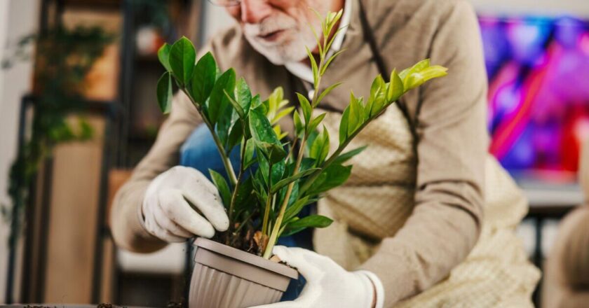 Use this exact measurement rule when repotting your house plants | Personal Finance | Finance