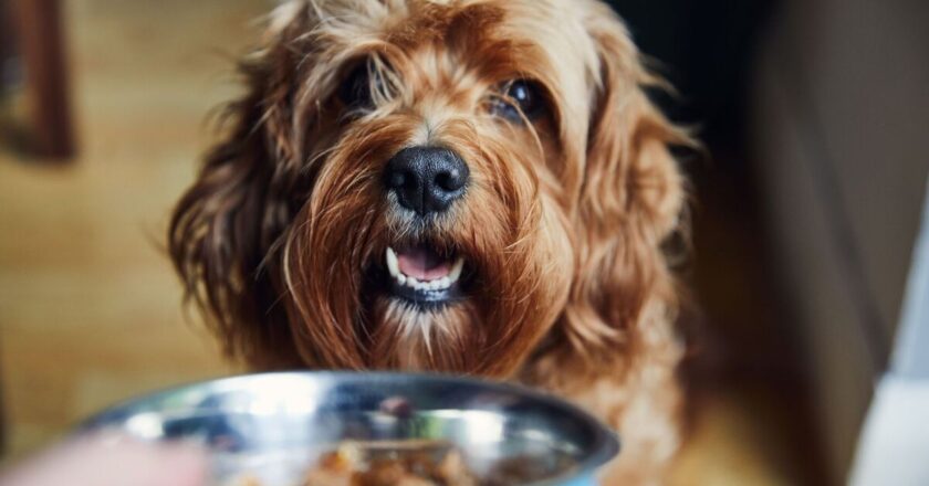 Food items you should never feed your dog – causes ‘pain’