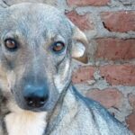 Poor 3-legged rescue dog who ‘loves to cuddle’ is desperate for a home