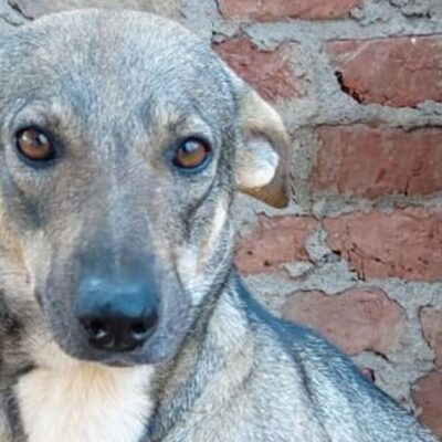 Poor 3-legged rescue dog who ‘loves to cuddle’ is desperate for a home