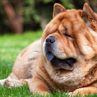 UK’s top 10 ‘most dangerous’ dogs — XL Bully is not on the list