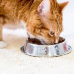 Anyone with a cat urged to never feed them 5 ordinary food items