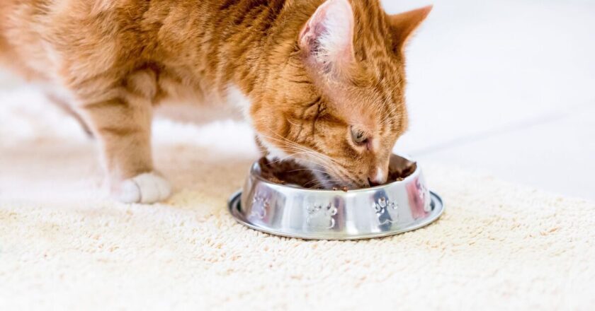 Anyone with a cat urged to never feed them 5 ordinary food items