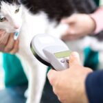 Woman rescues stray cat but makes heartbreaking find at vets