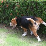 ‘I’m a dog trainer and it’s better if pets squat to pee’ | UK | News