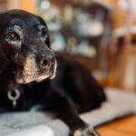 Dog owners convinced pet can’t jump before seeing pet cam footage