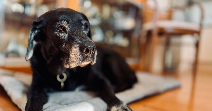Dog owners convinced pet can’t jump before seeing pet cam footage