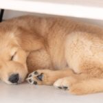 Dog owner tearful as they realise why puppy always sleeps in same spot