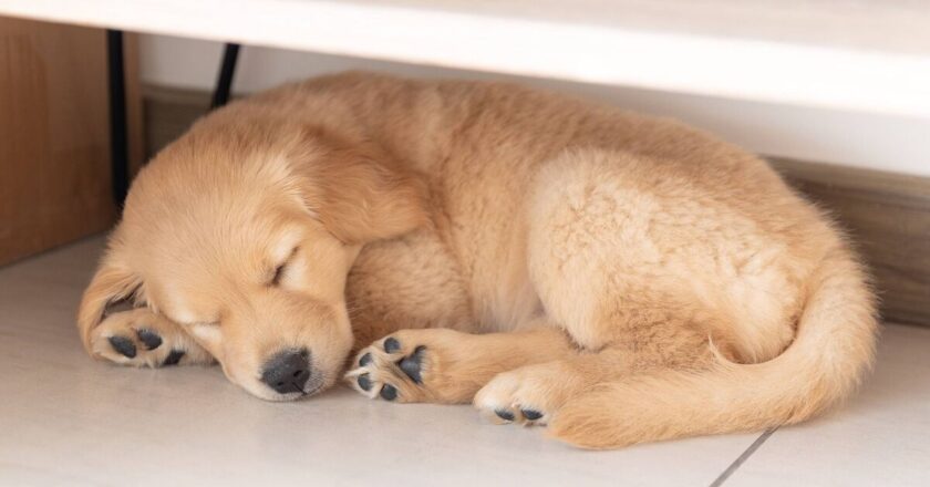 Dog owner tearful as they realise why puppy always sleeps in same spot