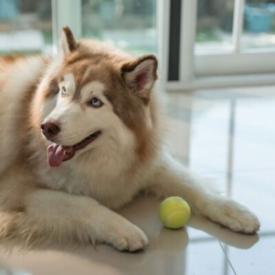 ‘Reactive’ husky’s reaction to new sibling catches owners off guard