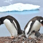 En Antarctique, bataille de manchots à cause du réchauffement