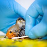 « Nous, associations de protection animale et centres de soin pour animaux sauvages, appelons à l’interdiction des pièges à colle »