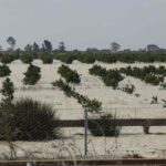 au Maroc, l’espoir des agriculteurs après des pluies abondantes