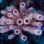 Eponges ou cténophores ? Duel au plus profond du vivant pour le titre de premier animal