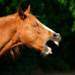 Les secrets du hennissement enfin dévoilés