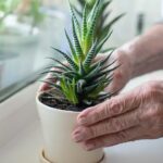 Aloe vera compound could fight Alzheimer&rsquo;s disease, scientists discover