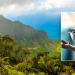 Forest birds spreading avian malaria to each other, study finds