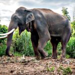 Bull elephant kills tourist at Thailand national park
