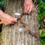 La science au chevet des châtaigniers, dévastés par les maladies