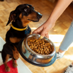 FDA announces recall of Elite Treats dog treats over salmonella concerns