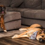 Ring uses AI and neighborhood cameras to reunite lost dogs