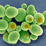 L’inattendu destin des levures domestiques