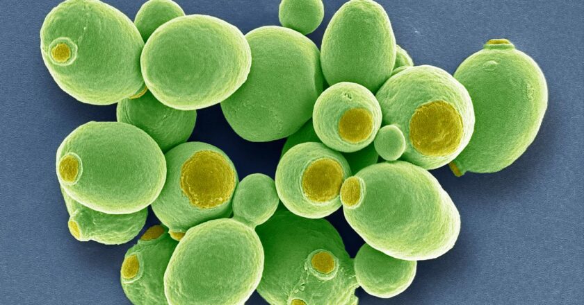 L’inattendu destin des levures domestiques