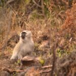 Les singes aussi savent exploiter le feu