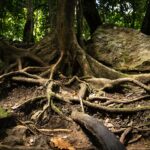 Comment les racines grandissent ou croupissent dans la terre