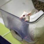 Un pas (de souris) vers un vaccin universel contre les infections respiratoires