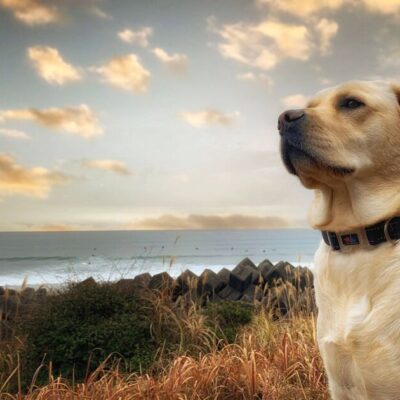 Woman adopts ‘oldest dog in shelter’ and can’t believe what happened