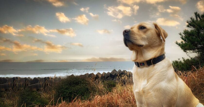 Woman adopts ‘oldest dog in shelter’ and can’t believe what happened