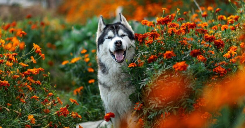 Highly common spring plant is extremely toxic to pets