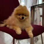 Karma kicks in 12 years later after beloved dog stolen