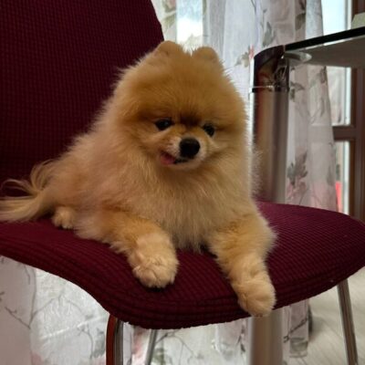 Karma kicks in 12 years later after beloved dog stolen