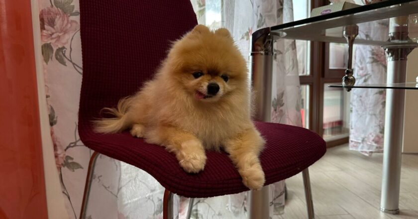 Karma kicks in 12 years later after beloved dog stolen