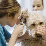 Vet’s warning to dog owners over ‘life and death’ condition