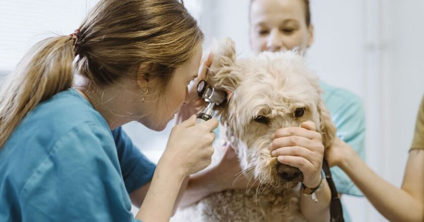 Vet’s warning to dog owners over ‘life and death’ condition