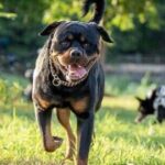 Dog breeds with shortest lifespan named — one has life expectancy of 5.4 years