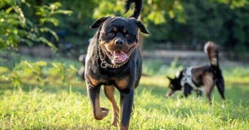 Dog breeds with shortest lifespan named — one has life expectancy of 5.4 years